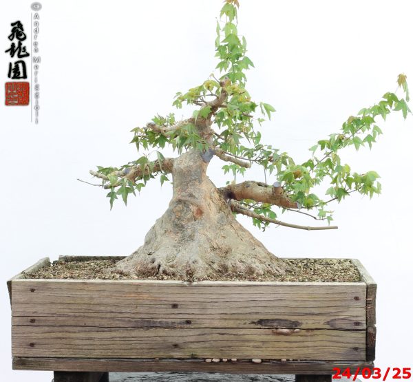 Acer buergerianum
