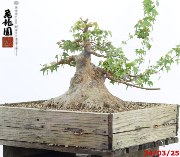 Acer buergerianum - immagine 2