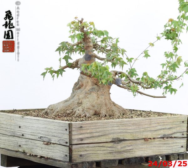 Acer buergerianum - immagine 3