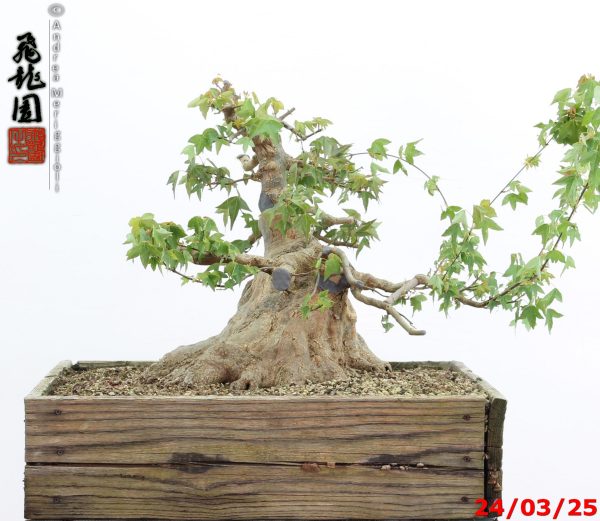 Acer buergerianum - immagine 4