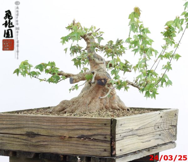 Acer buergerianum - immagine 5