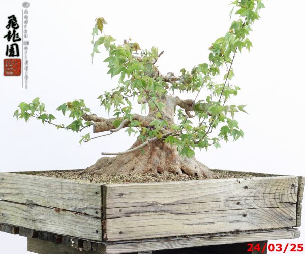 Acer buergerianum - immagine 6
