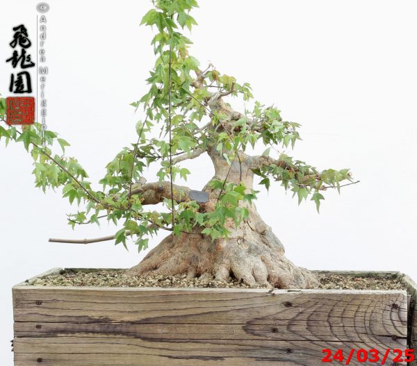 Acer buergerianum - immagine 7