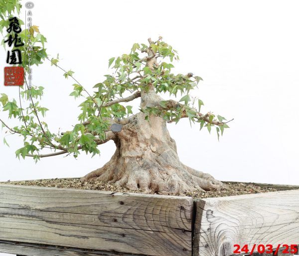 Acer buergerianum - immagine 8