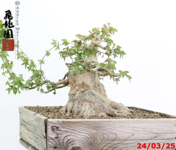 Acer buergerianum - immagine 9