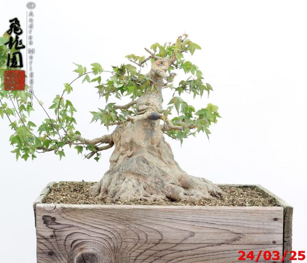 Acer buergerianum - immagine 10