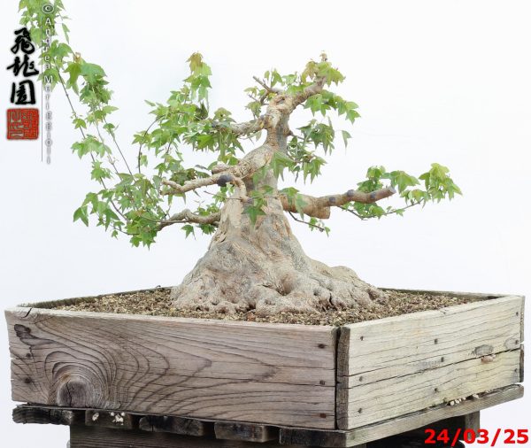 Acer buergerianum - immagine 11