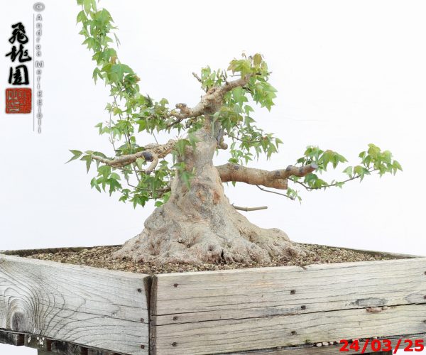 Acer buergerianum - immagine 12