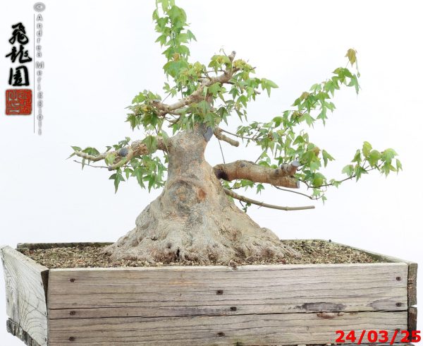 Acer buergerianum - immagine 13