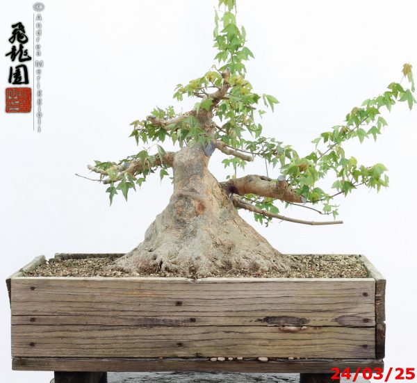 Acer buergerianum - immagine 14