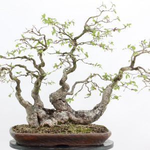 Carpinus turczaninowii