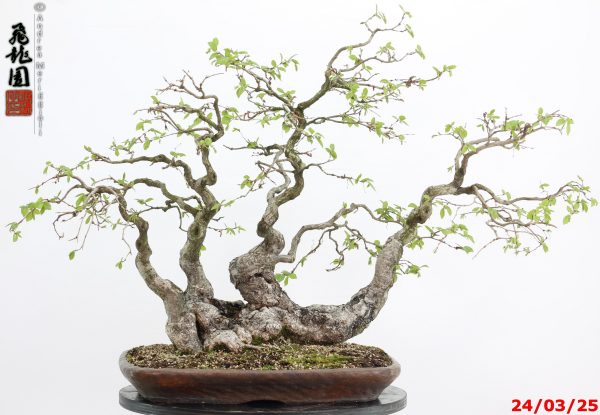 Carpinus turczaninowii