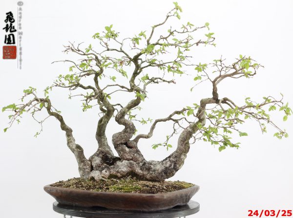 Carpinus turczaninowii - immagine 2