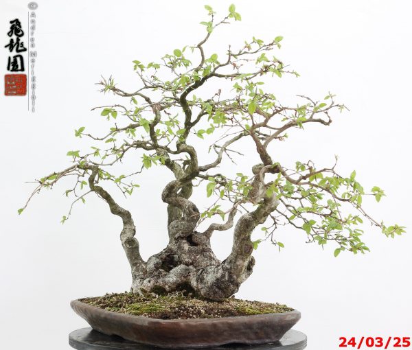 Carpinus turczaninowii - immagine 3