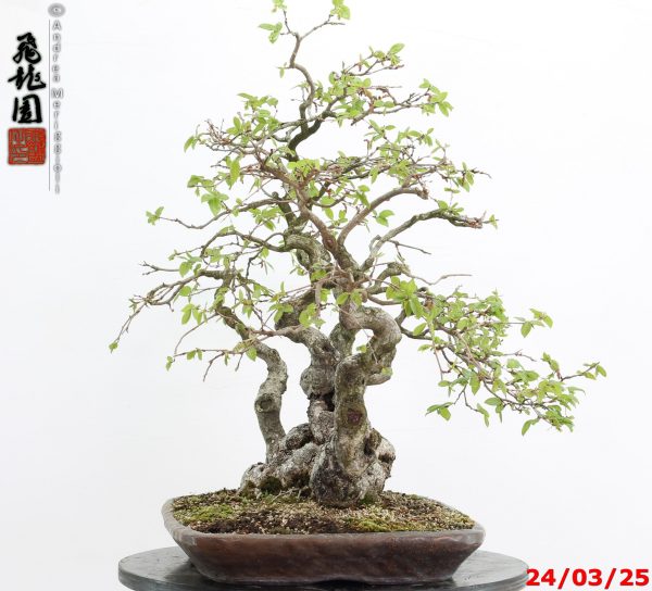 Carpinus turczaninowii - immagine 4