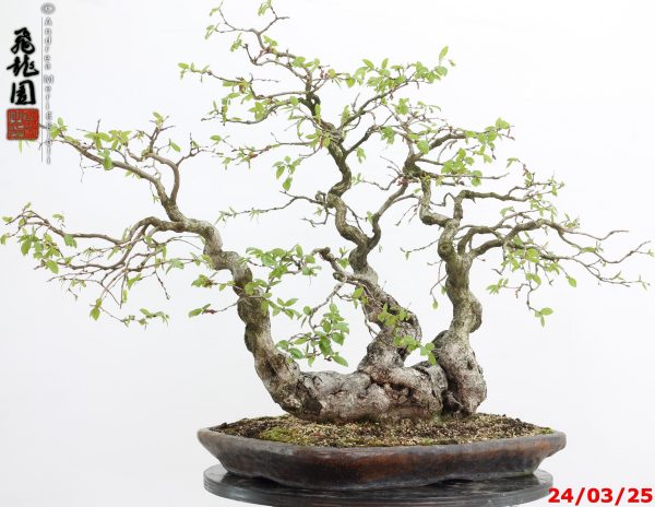 Carpinus turczaninowii - immagine 5
