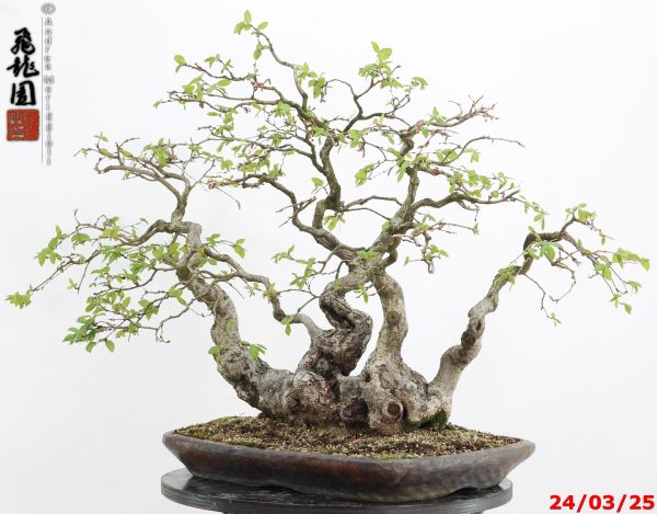 Carpinus turczaninowii - immagine 8