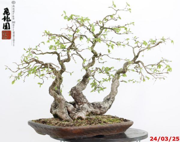 Carpinus turczaninowii - immagine 10