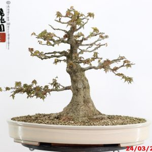 Acer buergerianum