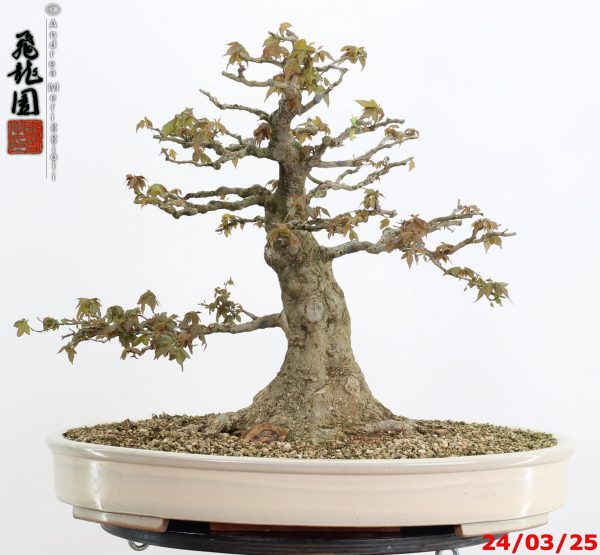 Acer buergerianum
