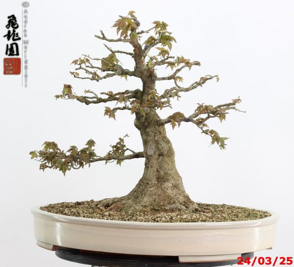 Acer buergerianum - immagine 2