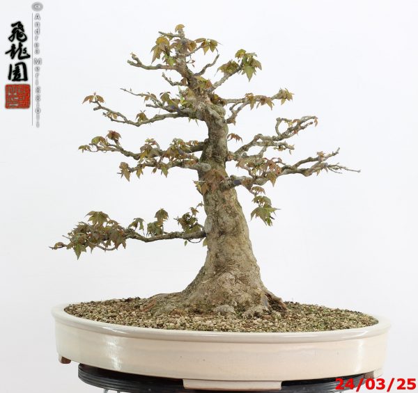 Acer buergerianum - immagine 3