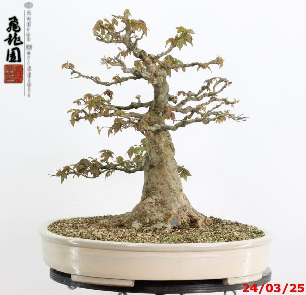 Acer buergerianum - immagine 4