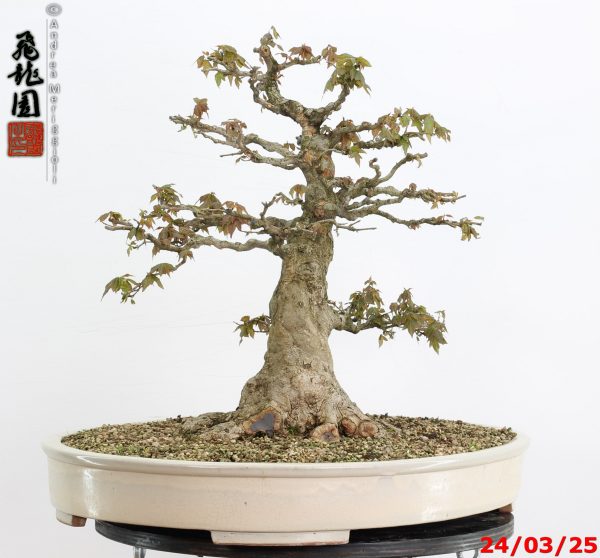 Acer buergerianum - immagine 5