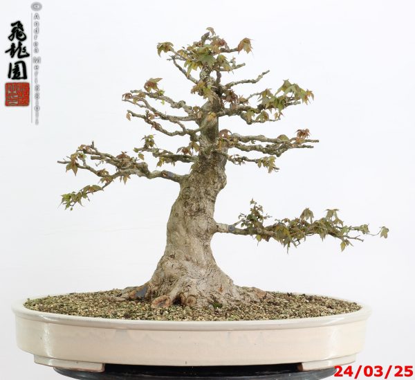 Acer buergerianum - immagine 6
