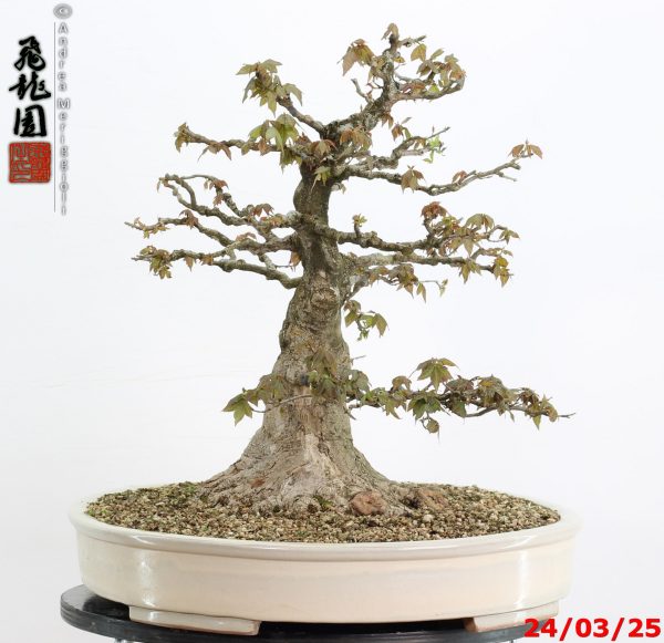 Acer buergerianum - immagine 8