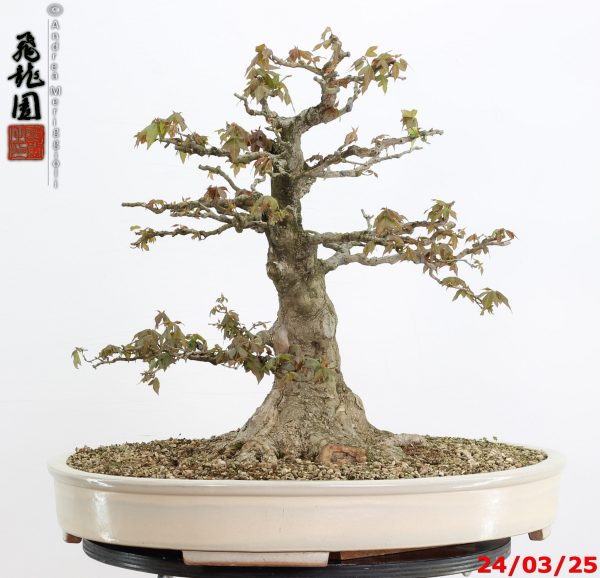 Acer buergerianum - immagine 9