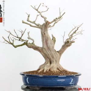 Lagerstroemia