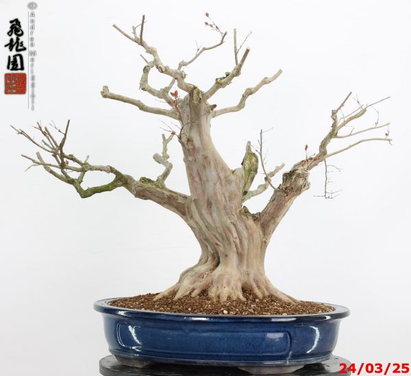 Lagerstroemia - immagine 2