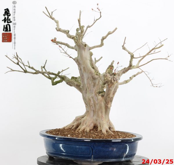 Lagerstroemia - immagine 3