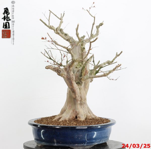 Lagerstroemia - immagine 4