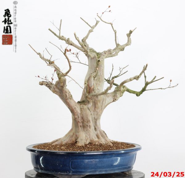 Lagerstroemia - immagine 5