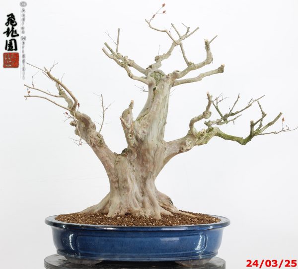 Lagerstroemia - immagine 6