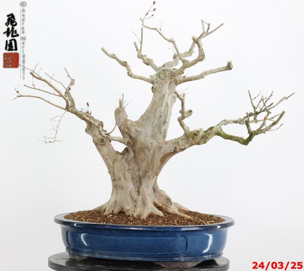 Lagerstroemia - immagine 7