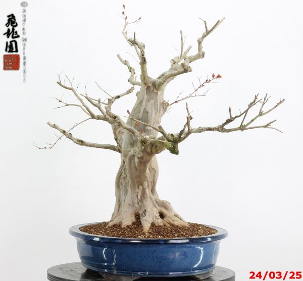 Lagerstroemia - immagine 8