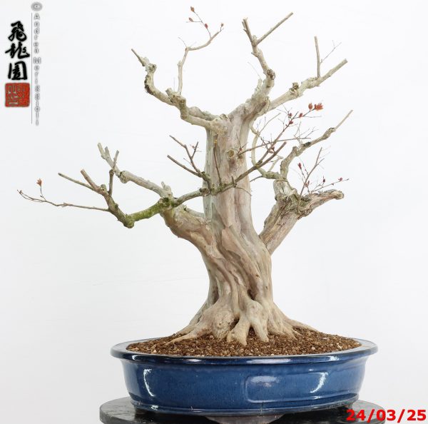 Lagerstroemia - immagine 9