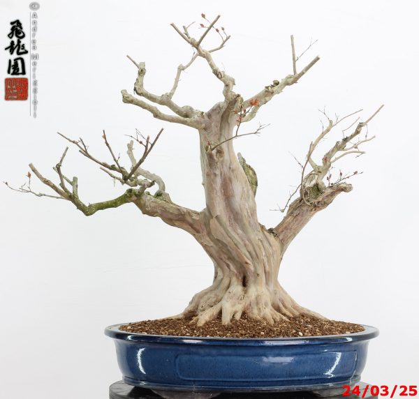 Lagerstroemia - immagine 10
