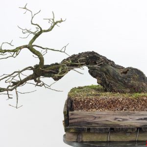 Quercus pubescens