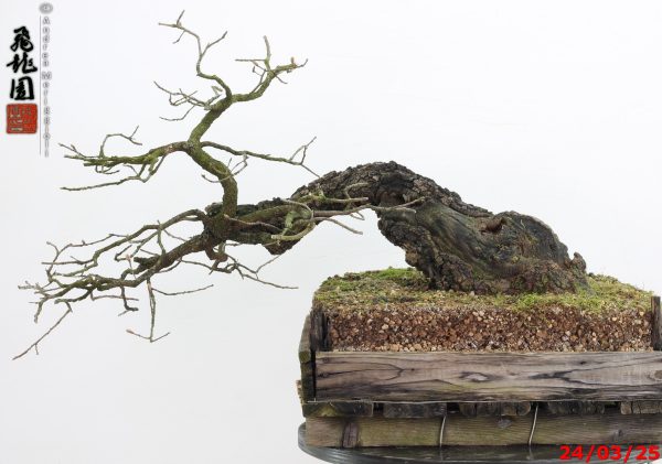 Quercus pubescens