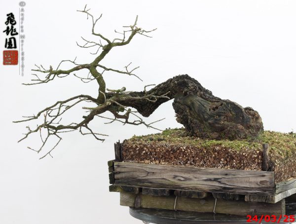 Quercus pubescens - immagine 2