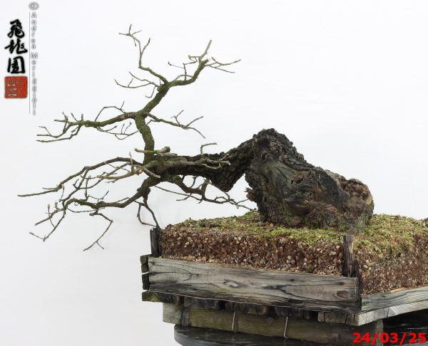 Quercus pubescens - immagine 3