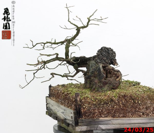 Quercus pubescens - immagine 4