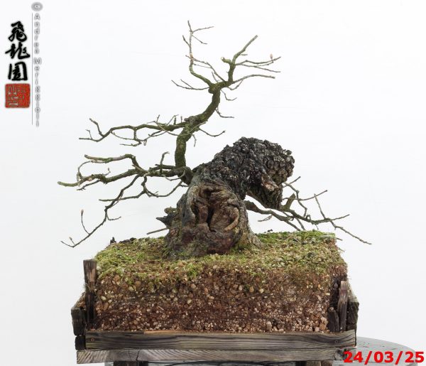 Quercus pubescens - immagine 5