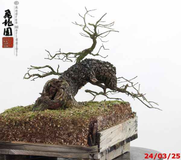 Quercus pubescens - immagine 6