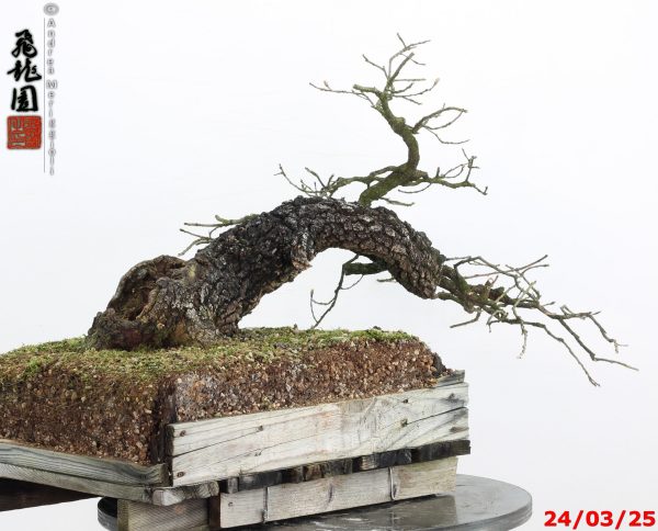 Quercus pubescens - immagine 7