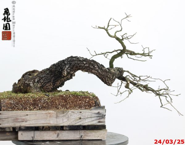 Quercus pubescens - immagine 8